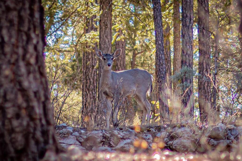 Forest Cabin 2 Birds Nest Payson Εξωτερικό φωτογραφία